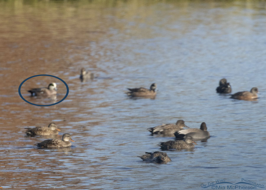 Crappy Storm Wigeon photo from Sequoyah NWR, Oklahoma