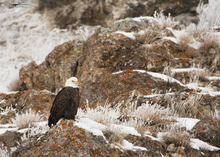 Bald Eagle – Small in the frame, Golden Spike National Monument, Box Elder County, Utah