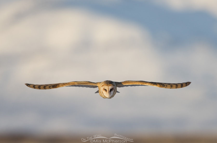 American Barn Owl flying straight ahead, Bear River Migratory Bird Refuge, Box Elder County, Utah