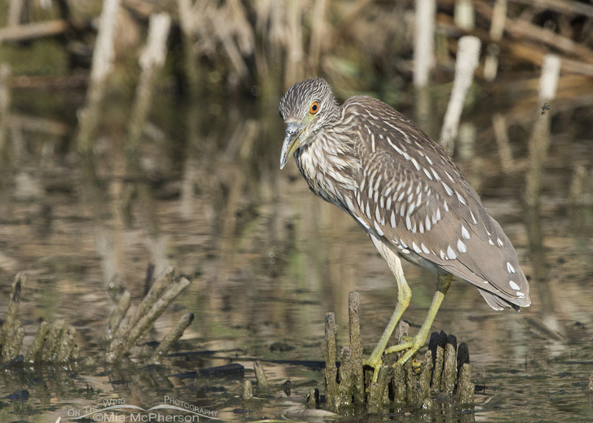 Juvenile Black-crowned Night Heron looking right at me, Bear River National Wildlife Refuge, Box Elder County, Utah