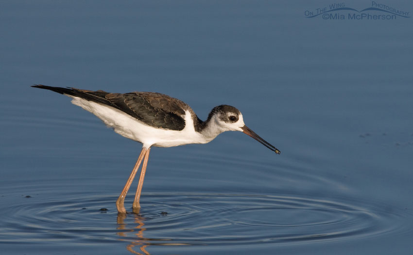 Juvenile Black-necked Stilt with prey at Farmington Bay WMA, Davis County, Utah