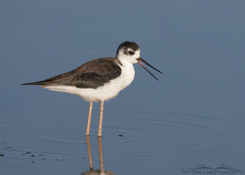 Calling juvenile Black-necked Stilt at Farmington Bay WMA, Davis County, Utah