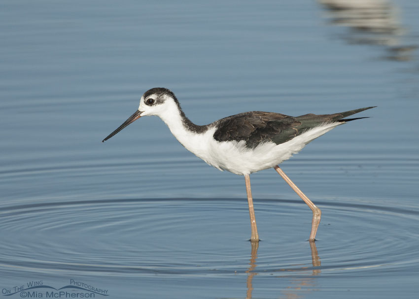 Foraging juvenile Black-necked Stilt at Farmington Bay WMA, Davis County, Utah