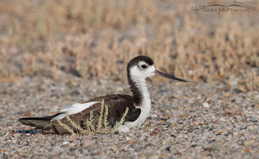 Resting juvenile Black-necked Stilt at Bear River Migratory Bird Refuge, Box Elder County, Utah