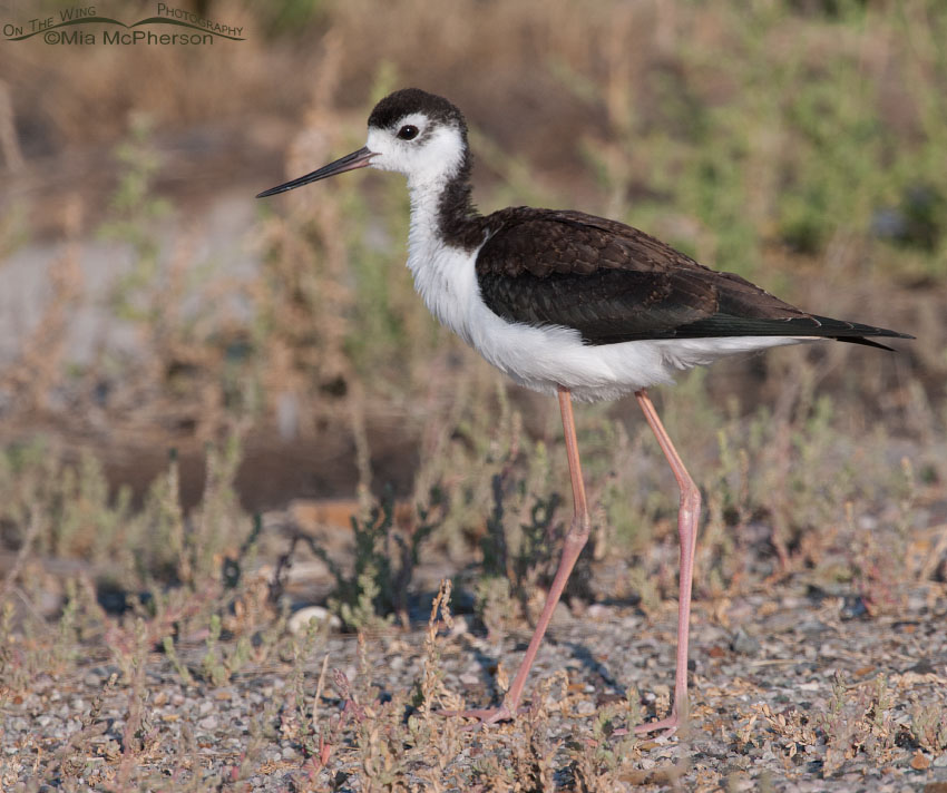 Black-necked Stilt juvenile at Bear River MBR, Bear River Migratory Bird Refuge, Box Elder County, Utah