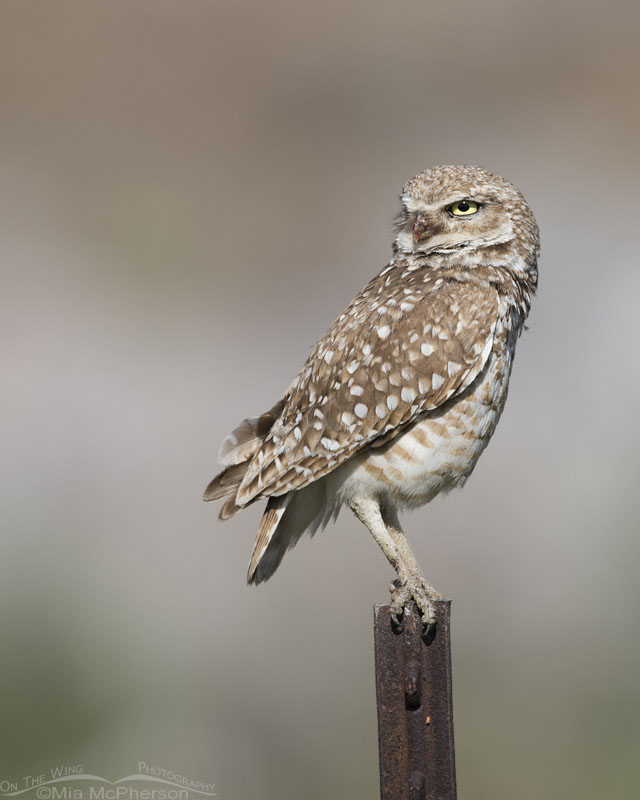 Burrowing Owl standing guard, Box Elder County, Utah