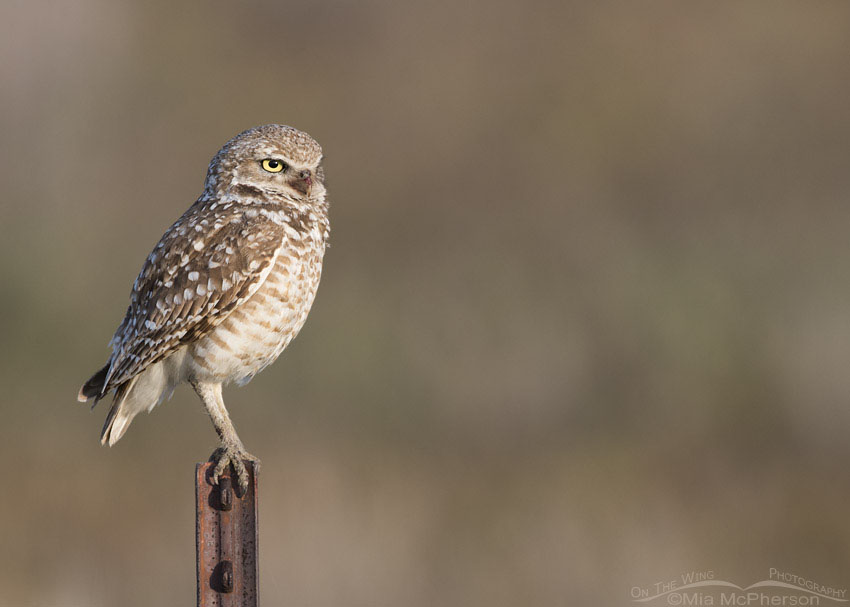 Adult male Burrowing Owl on a rusted pole in Box Elder County, Utah