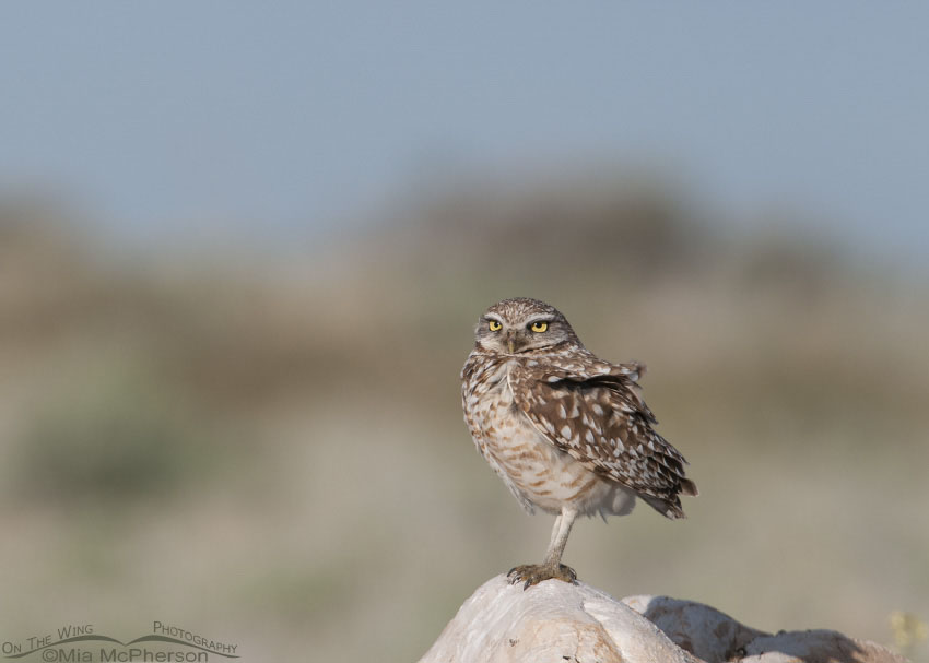 Adult Burrowing Owl on a May morning, Antelope Island State Park, Davis County, Utah