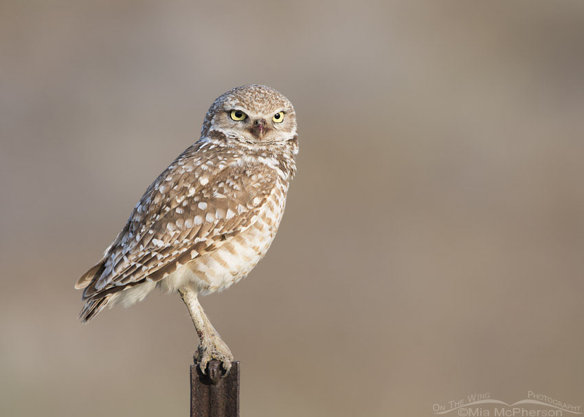 Sunrise adult Burrowing Owl male, Box Elder County, Utah