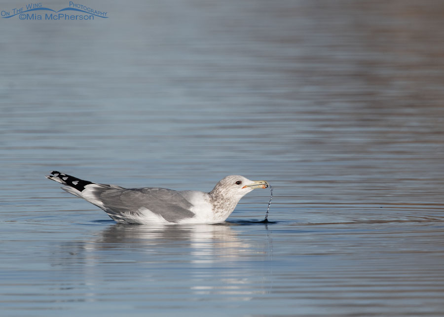 California Gull drinking from an urban pond, Salt Lake County, Utah