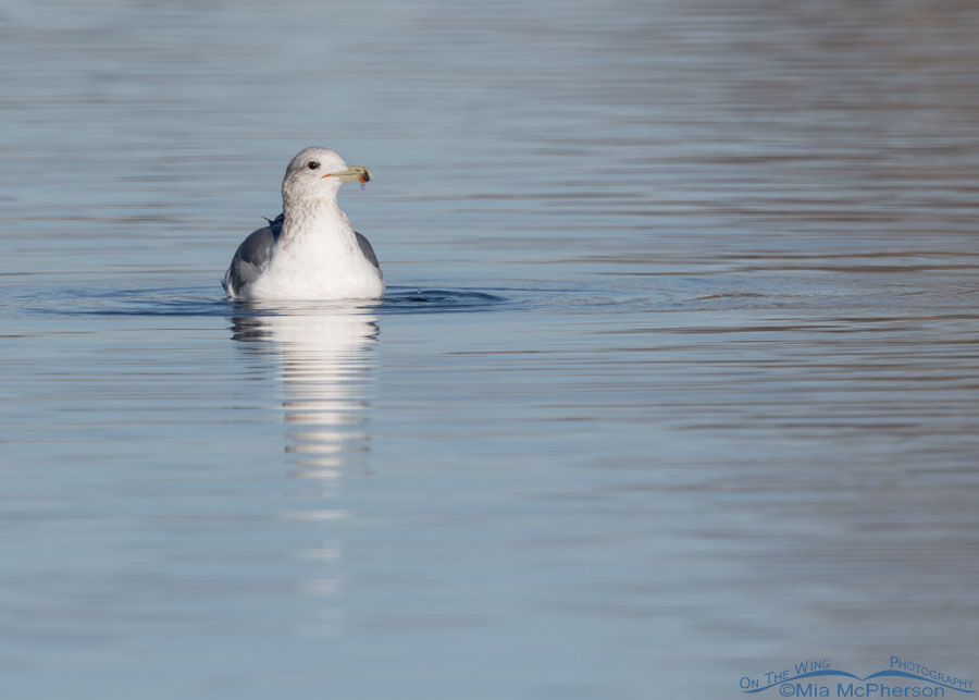 California Gull giving me the eye, Salt Lake County, Utah