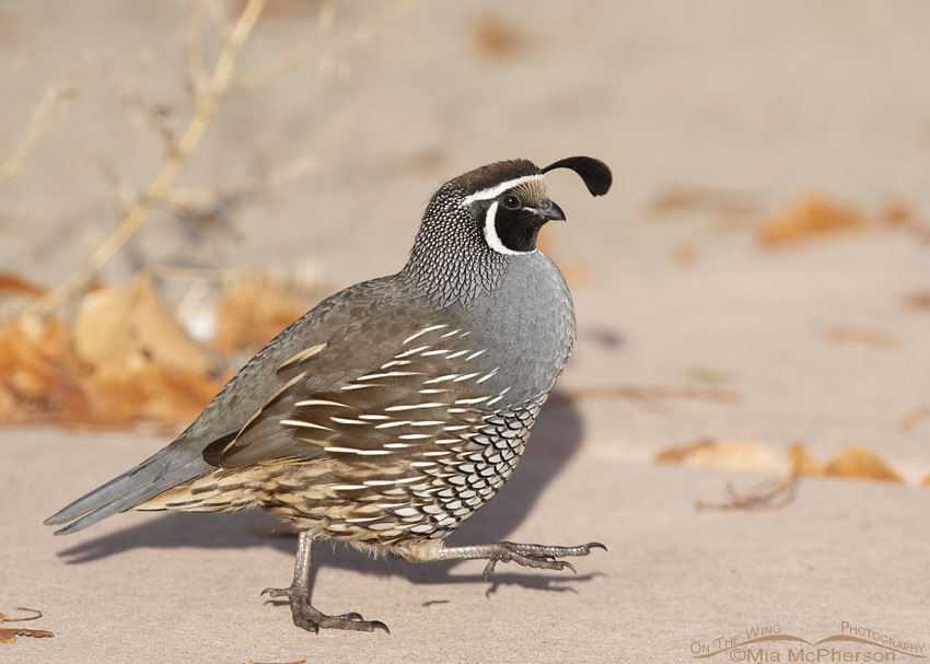 Male California Quail running in morning light, Davis County, Utah