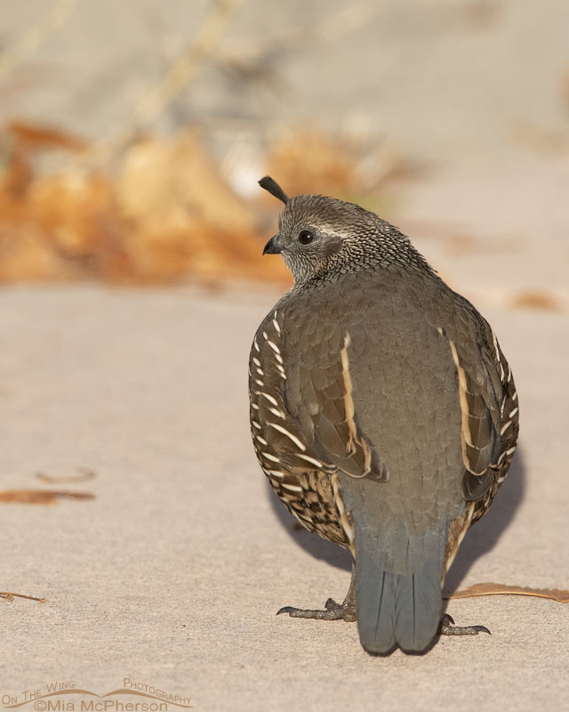 California Quail hen back view, Davis County, Utah