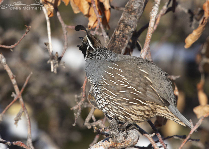 Male California Quail yawning, Davis County, Utah