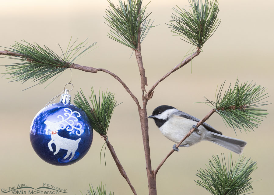 Adult Carolina Chickadee in a Charlie Brown Christmas Tree, Sebastian County, Arkansas