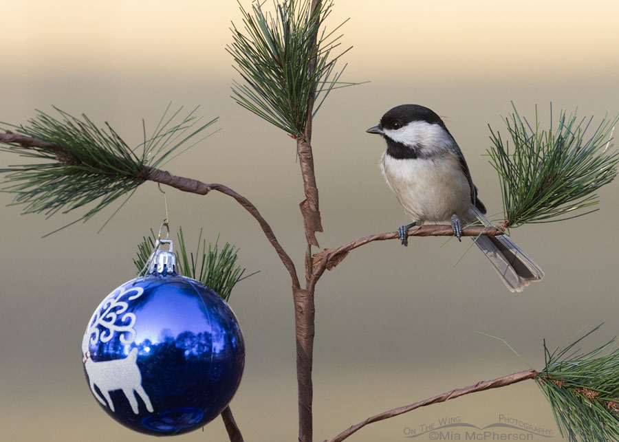 Charlie Brown Christmas Tree and a Carolina Chickadee, Sebastian County, Arkansas