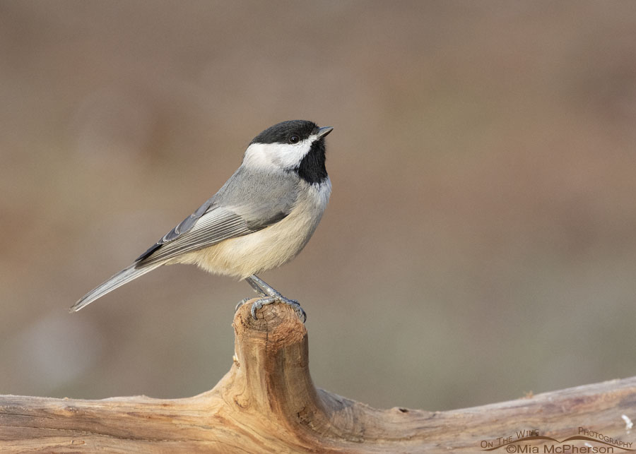 Late autumn Carolina Chickadee perched on driftwood, Sebastian County, Arkansas