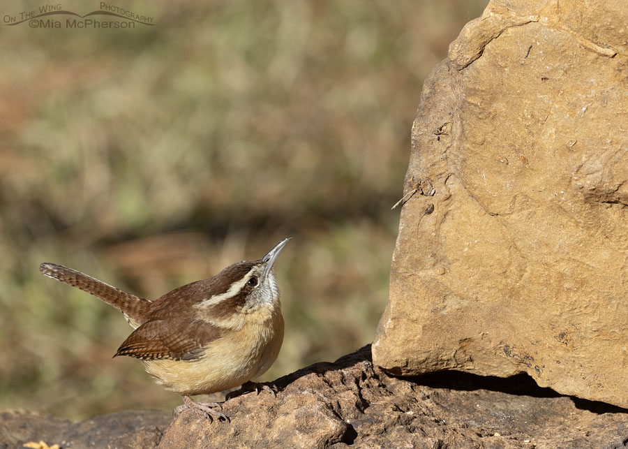 Carolina Wren on rocks, Sebastian County, Arkansas