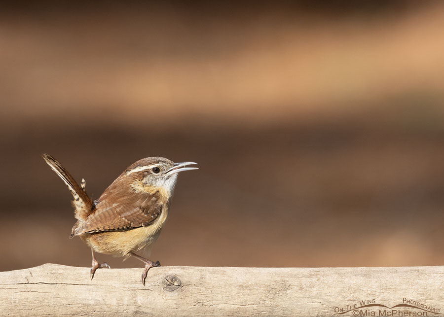 Carolina Wren calling on the first day of winter, Sebastian County, Arkansas