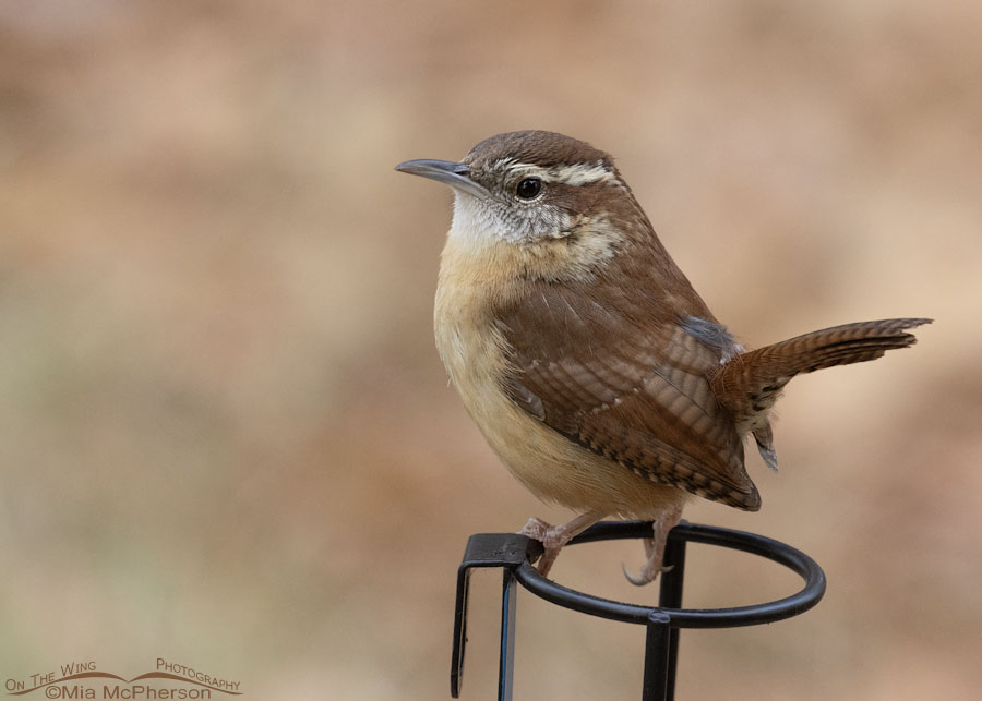 Winter Carolina Wren perched on a rain gauge, Sebastian County, Arkansas