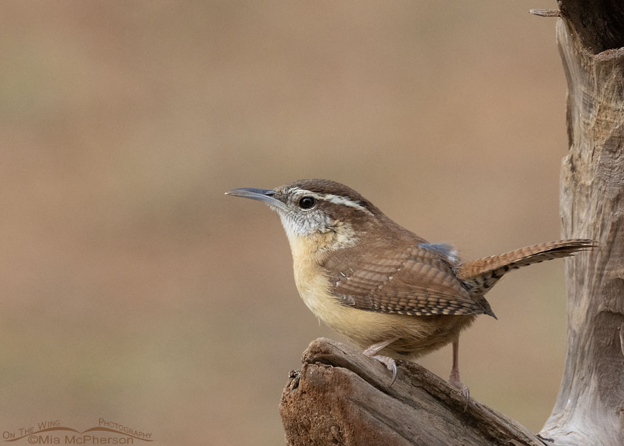 Winter Carolina Wren in Arkansas, Sebastian County