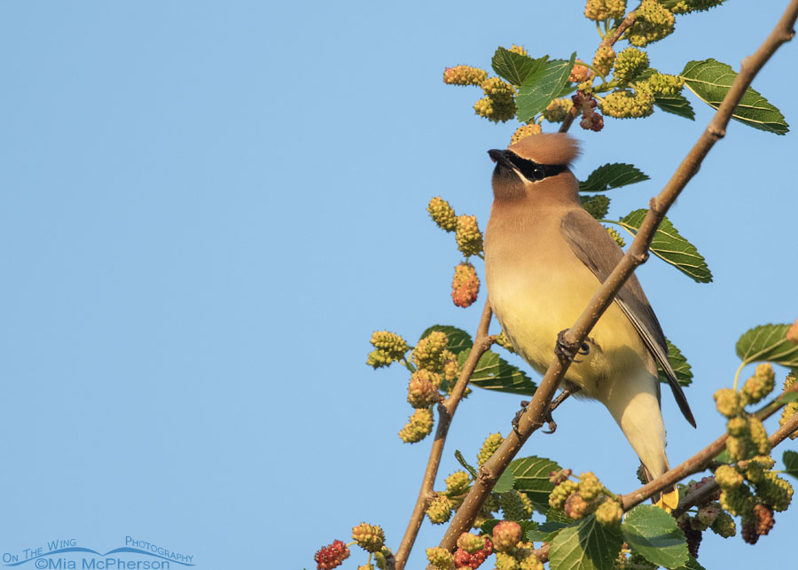 Cedar Waxwing in a mulberry tree, Sequoyah National Wildlife Refuge, Oklahoma