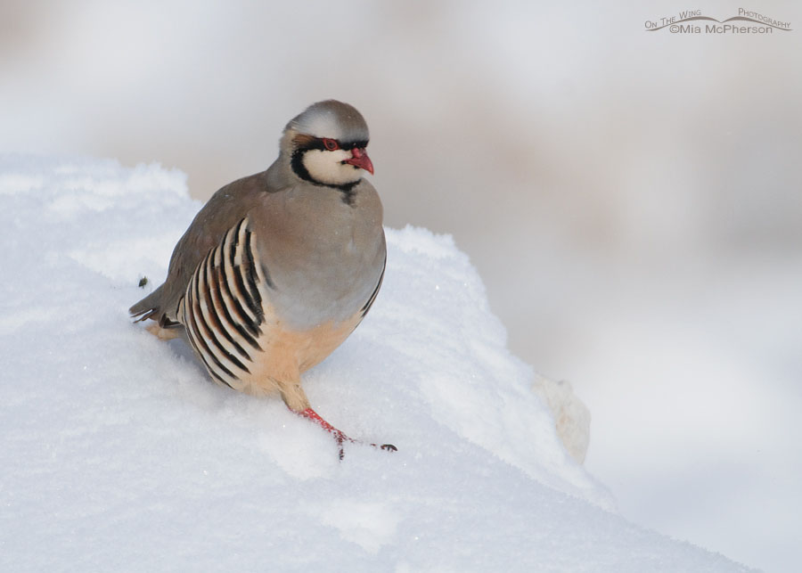 Chukar running down a snow-covered rock, Antelope Island State Park, Davis County, Utah