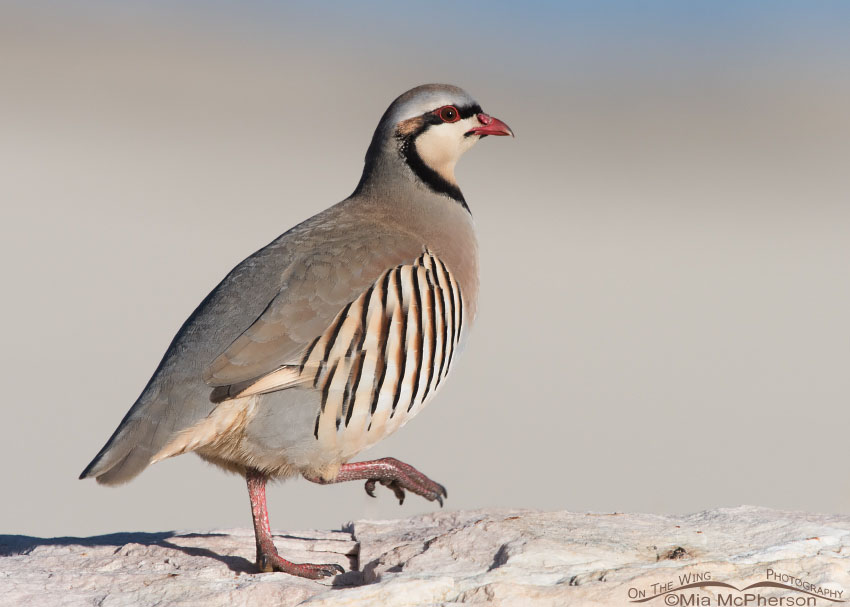 Bright-eyed Chukar walking on a boulder near the Great Salt Lake, Antelope Island State Park, Davis County, Utah