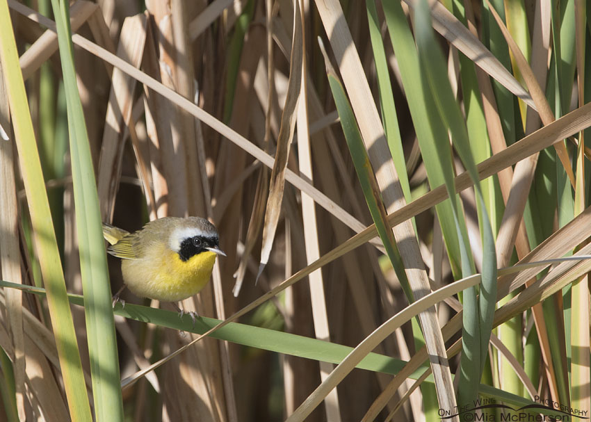 Male Common Yellowthroat in Cattails, Farmington Bay WMA, Davis County, Utah