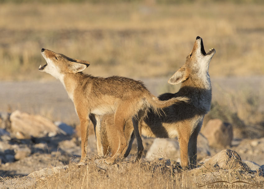 Mated pair of Coyotes singing in the morning light, Antelope Island State Park, Utah.