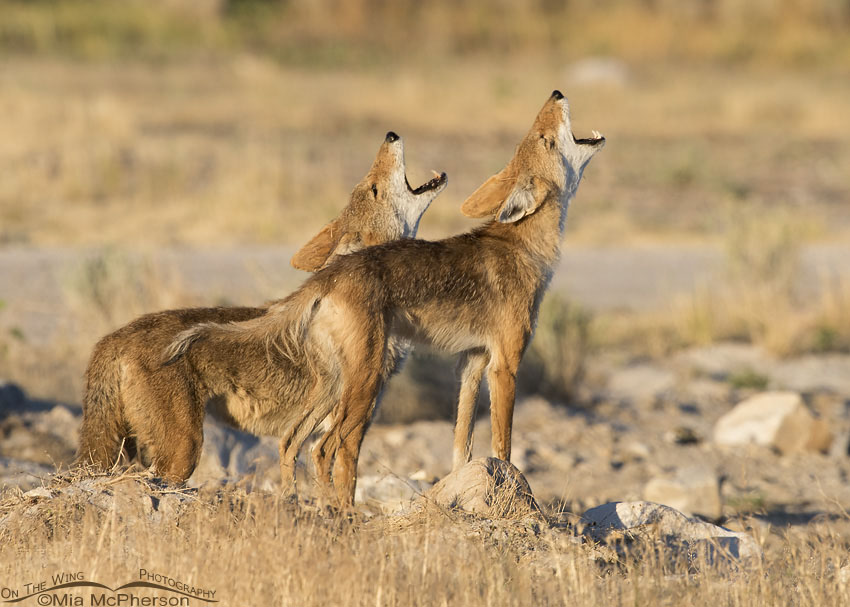 Pair of Song Dogs singing, Antelope Island State Park, Utah.