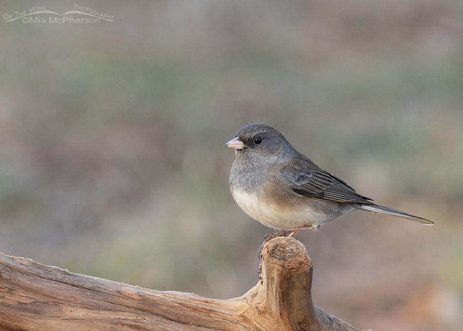 Female Slate-colored Dark-eyed Junco in December, Sebastian County, Arkansas