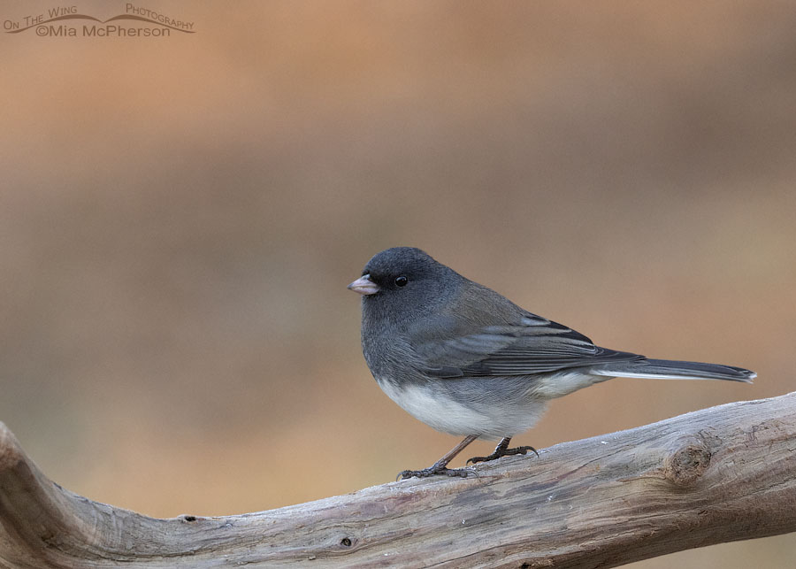 Male Slate-colored Dark-eyed Junco in winter, Sebastian County, Arkansas