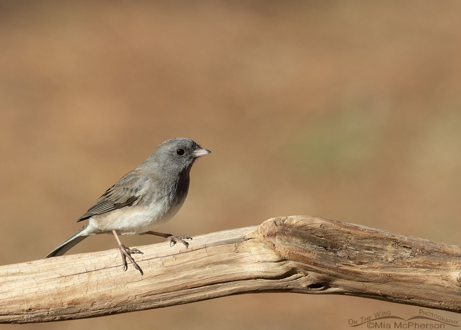 Female Slate-colored Dark-eyed Junco in winter, Sebastian County, Arkansas