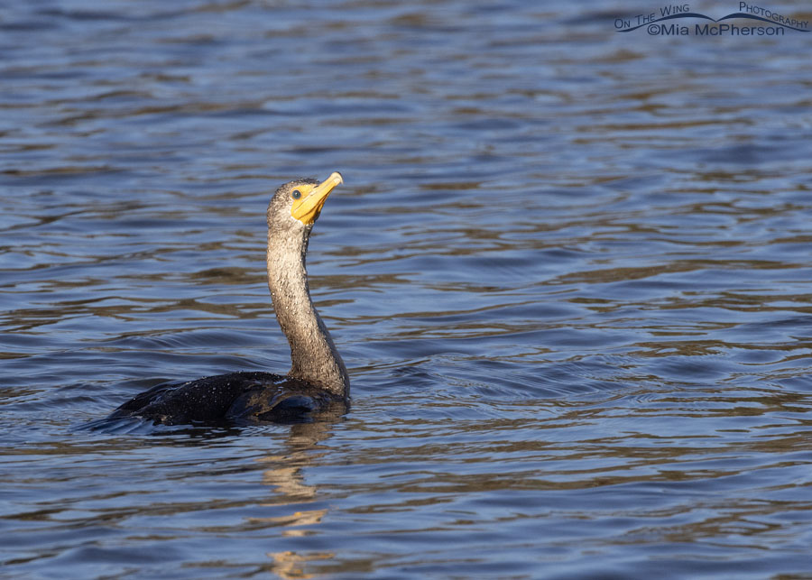 Double-crested Cormorant swimming on Charleston Lake, Charleston Lake Park, Franklin County, Arkansas