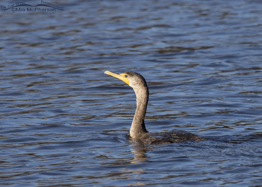 Double-crested Cormorant at Charleston Lake, Charleston Lake Park, Franklin County, Arkansas