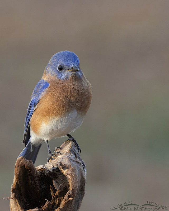 Male Eastern Bluebird on a December morning, Sebastian County, Arkansas