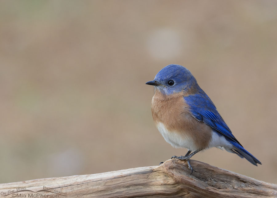 December male Eastern Bluebird, Sebastian County, Arkansas