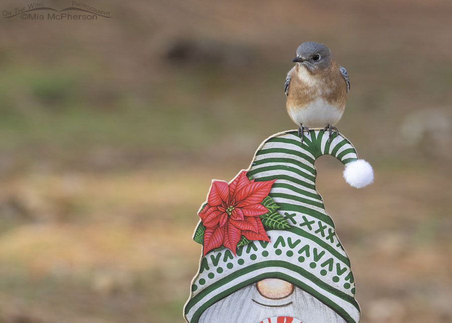 Female Eastern Bluebird and a Christmas Gnome, Sebastian County, Arkansas