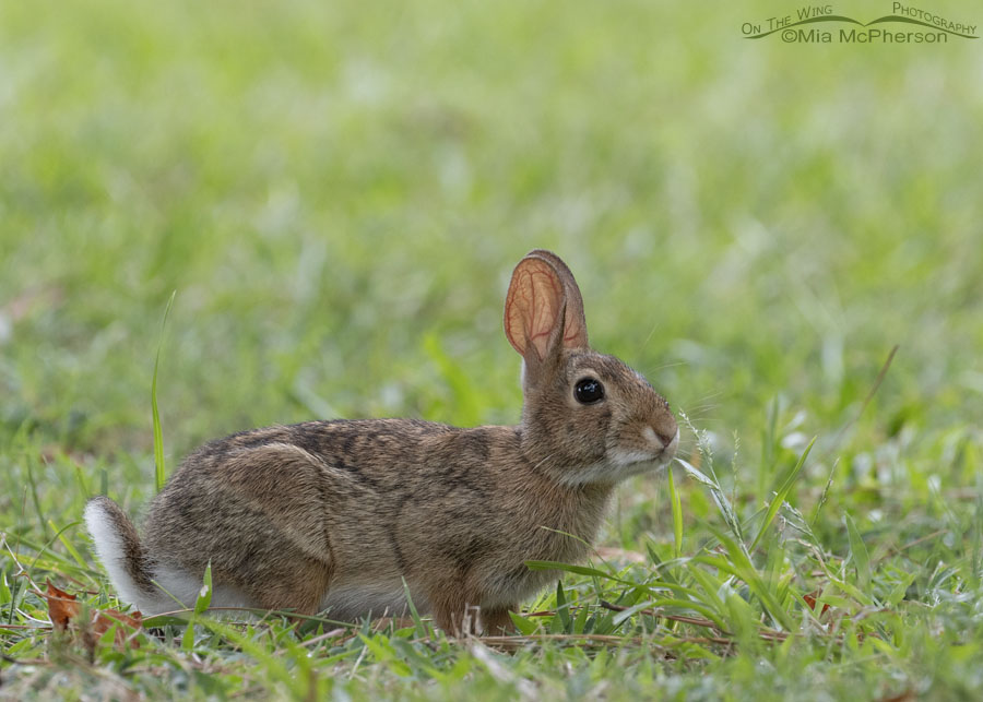 Summertime Eastern Cottontail eating grass, Sebastian County, Arkansas