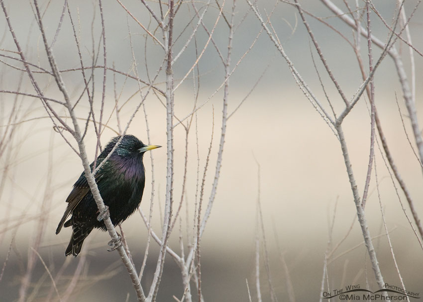 European Starling perched in a bush, Lee Kay Ponds, Salt Lake County, Utah