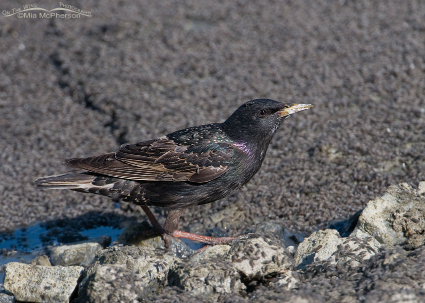 European Starling eating Brine flies on the shoreline of the Great Salt Lake, Antelope Island State Park, Davis County, Utah