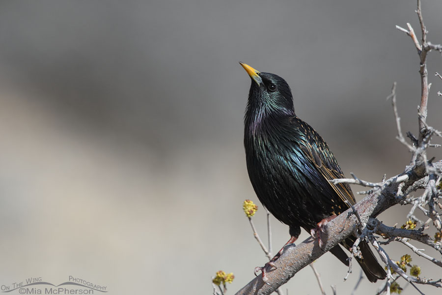 Adult European Starling in spring, Box Elder County, Utah