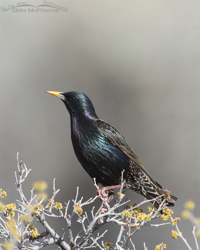 European Starling perched on a budding Fragrant Sumac, Box Elder County, Utah