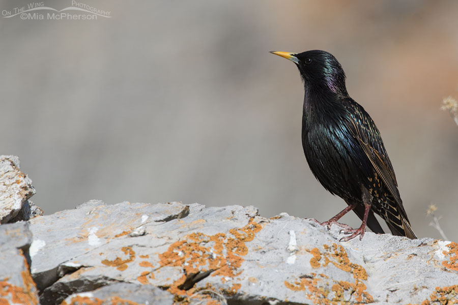 European Starling perched on a lichen encrusted boulder, Box Elder County, Utah