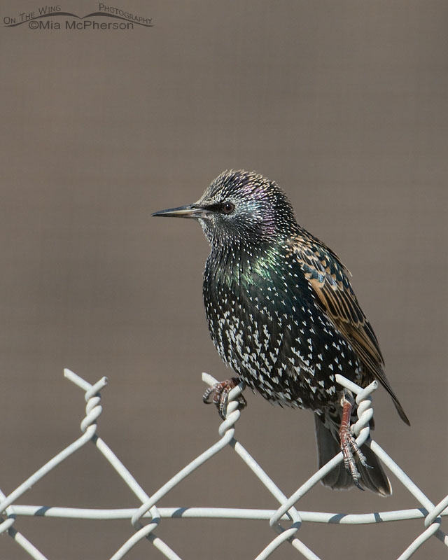 European Starling on a chain link fence, Lee Kay Ponds, Salt Lake County, Utah