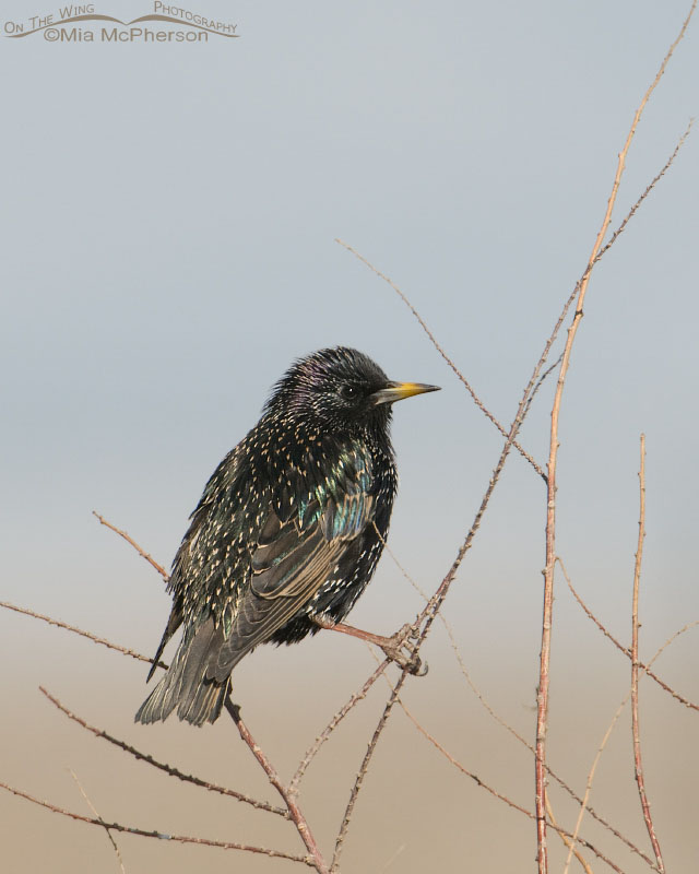 European Starling in Salt Lake County, Lee Kay Ponds, Salt Lake County, Utah