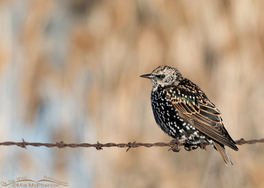 European Starling on rusty barbed wire, Farmington Bay WMA, Davis County, Utah