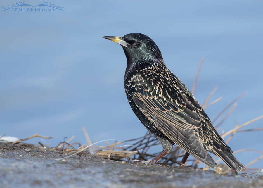 European Starling in winter next to a pond, Salt Lake County, Utah