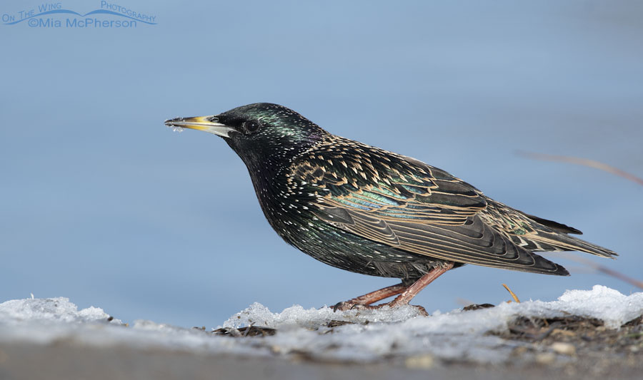 Pond side European Starling in the snow, Salt Lake County, Utah